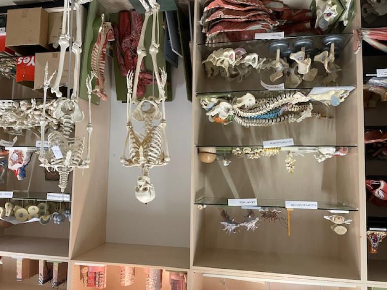 Zu sehen ist ein Lager anatomischer Modelle. In den Regalen liegen Wirbelsäulenmodelle, daneben stehen zwei Skelette.