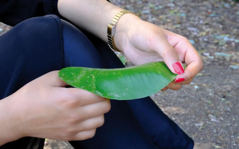Die Hände einer Schülerin mit dunkelpink lackierten Fingernägeln halten das grün glänzende Seerosenblatt in die Kamera.