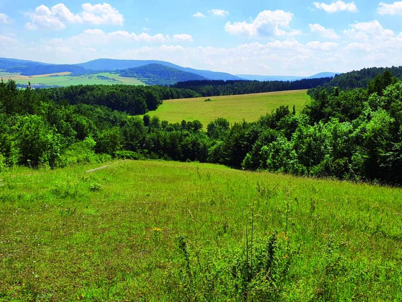 Foto der hügeligen Landschaft in der Rhön mit mageren Wiesen und Waldstreifen.