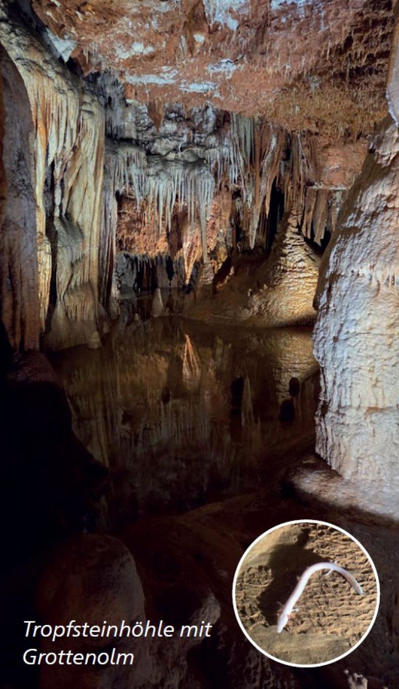 Beeindruckende Stalaktiten und Stalagmiten in der Tropfsteinhöhle, unten im Bild auch ein hellrosafarbener Grottenolm