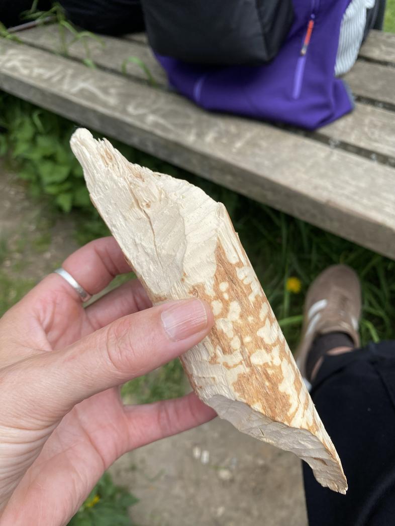 Eine Hand hält ein helles Stück Holz, das Biberfraßspuren aufweist. 