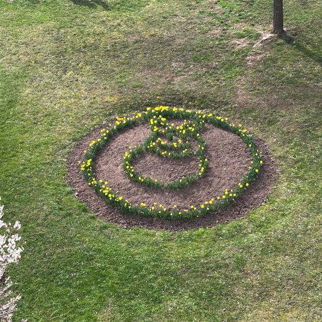 Auf dem blistaCampus wachsen in einem runden Beet Osterglocken in Form eines Hasen.
